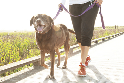 Town of Cary Pet Guidelines Town of Cary Pet Guidelines
